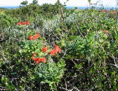 Pelargonium fulgidum