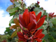 Protea ssp