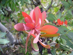 Protea ssp