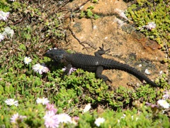 Black Girdled Lizard amid Ruschia radicans