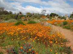 Ursinias make a show at Karoo Botanical Garden