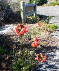 Erica cerinthoides at Cape Point Park