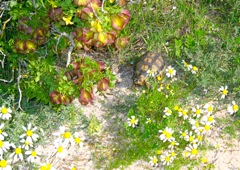 Foveolina tenella attracts the Angulate Tortoise