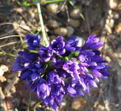 Geissorhiza ssp hanging from a slope