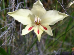 Gladiolus carneus in den Cederbergen