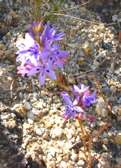 Lapeirousia neglecta, a pale form