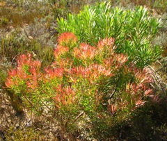 Leucadendron ssp