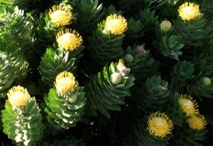 Leucospermum conocarpodendron