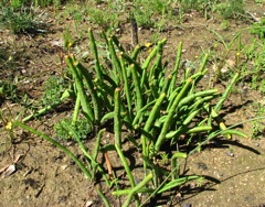 Micranthus tubulosus will flower soon