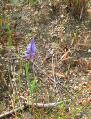 Micranthus tubulosus, normal blue form