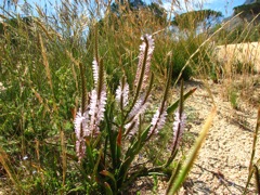 Micranthus tubulosus, white form