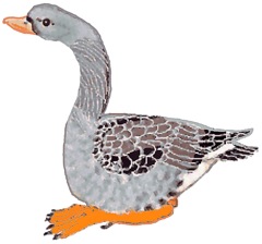 Gertrude the grey goose, click for animation