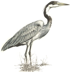 Black-headed Heron