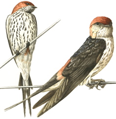 Lesser Striped and Greater Striped Swallow