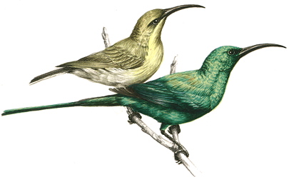 Malachite Sunbird