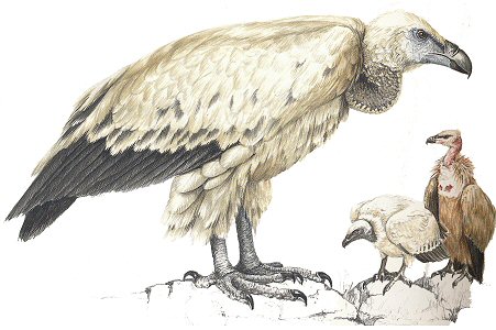 Cape Vulture by Jill Adams