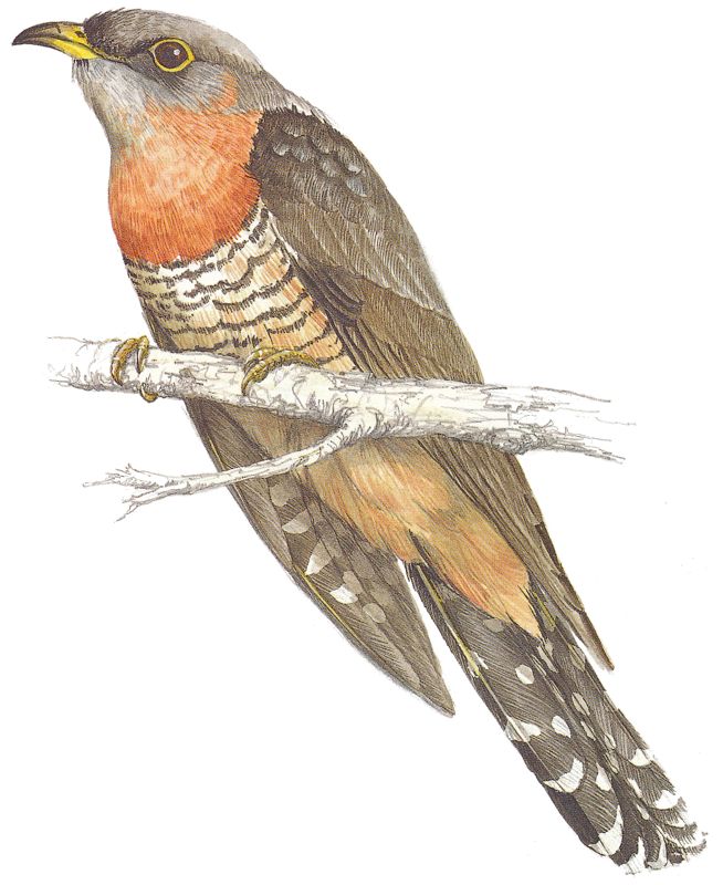 Red-chested Cuckoo