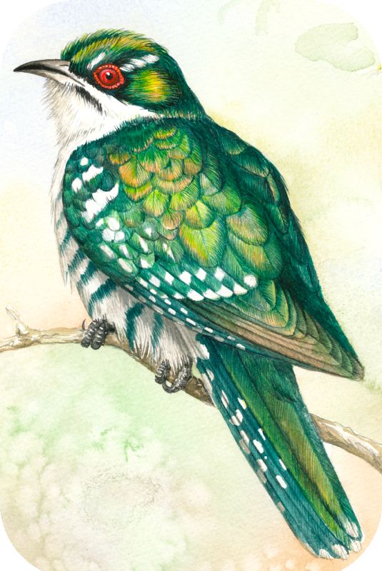 Diderick Cuckoo