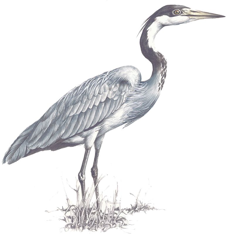 Black-headed Heron 