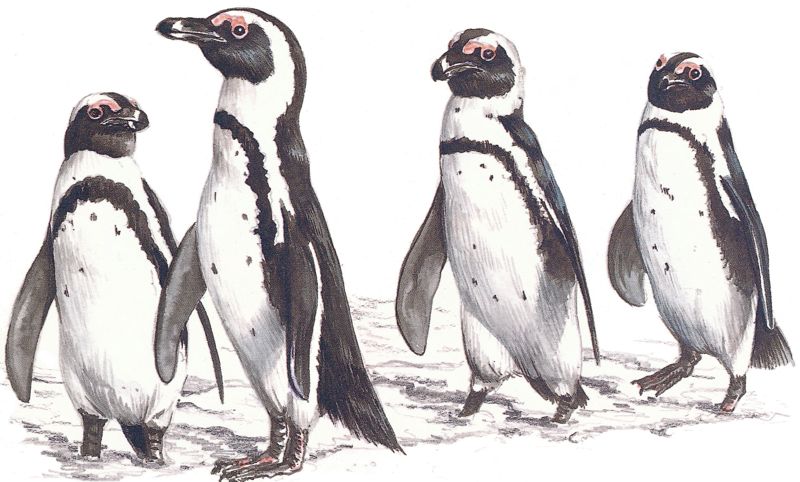 African Penguin