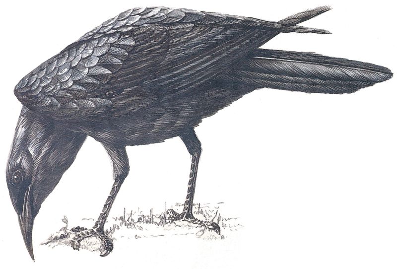 Cape Crow