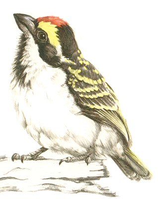  Acacia Pied Barbet