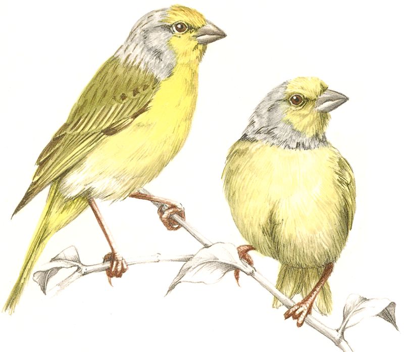 Cape Canary