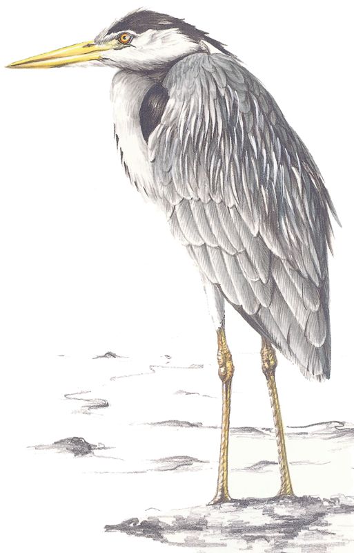 Graureiher - Grey Heron