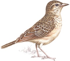 Cape Clapper Lark