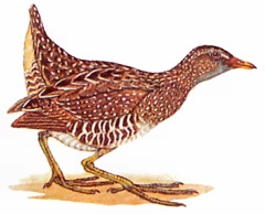 Tüpfelsumpfhuhn - Spotted Crake