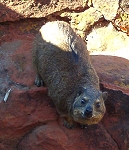 Dassie