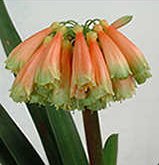 Clivia nobilis