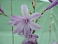 Dierama medium