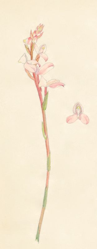 2-32b Disa tripetaloides