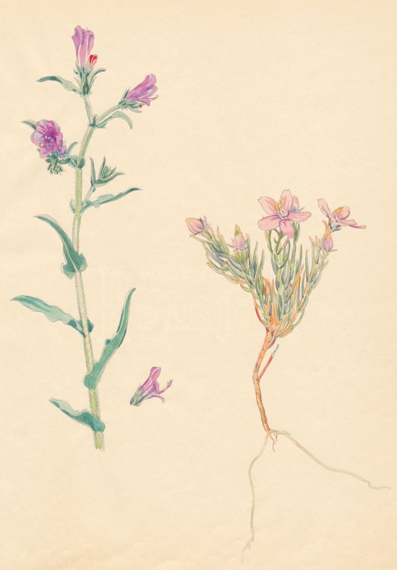 1-12a Echium plantagineum (not SA), Chironia baccifera