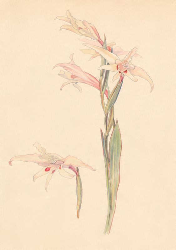 1-15a Gladiolus angustus