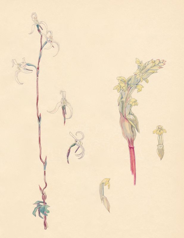 1-18a Disa obliqua subsp. clavigera, Satyrium bicorne