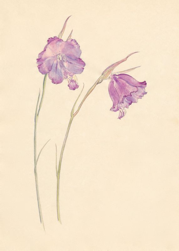 1-26a Gladiolus bullatus
