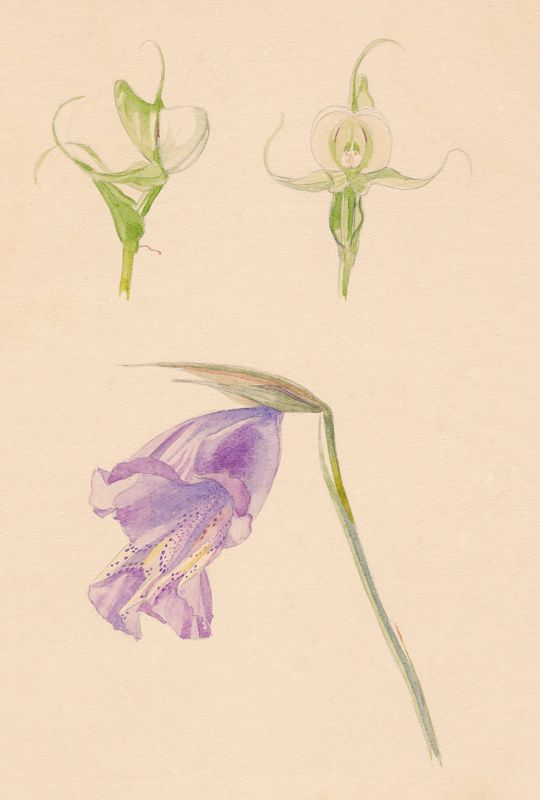 A Disperis capensis, Gladiolus bullatus