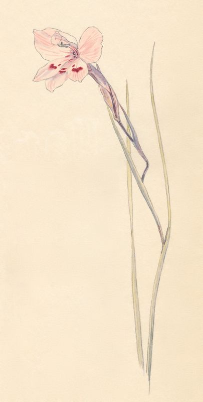 1-36b Gladiolus debilis