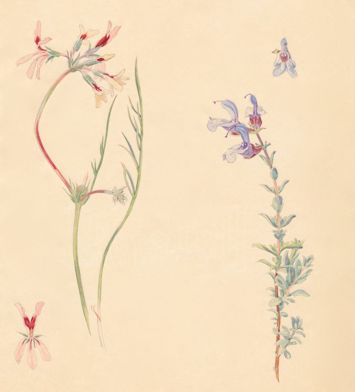 1-1a Pelargonium longifolum, Salvia africana-caerulea