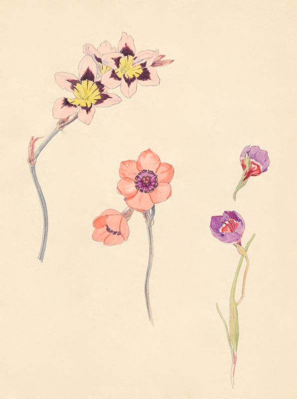 1-37a Sparaxis tricolor, Sparaxis elegans, Geissorhiza mathewsii