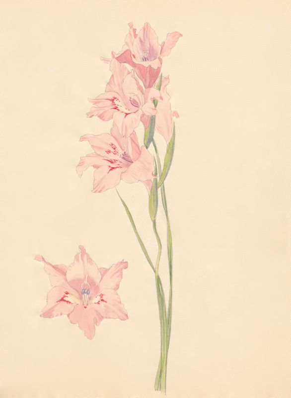 1-2 Gladiolus carneus