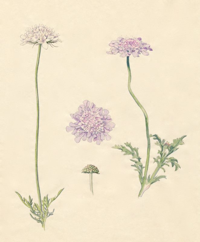 2-6a Scabiosa columbaria