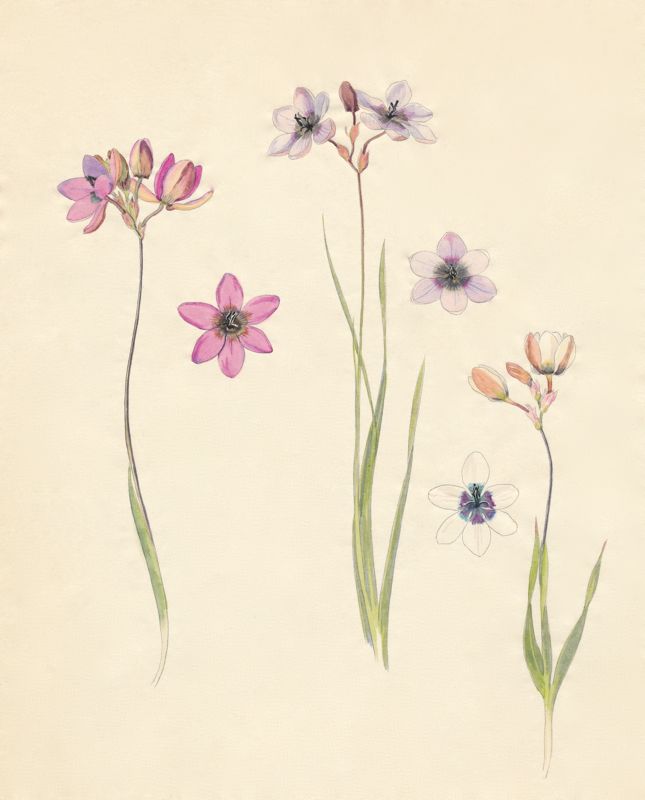 2-11a 3 forms of Ixia monadelpha