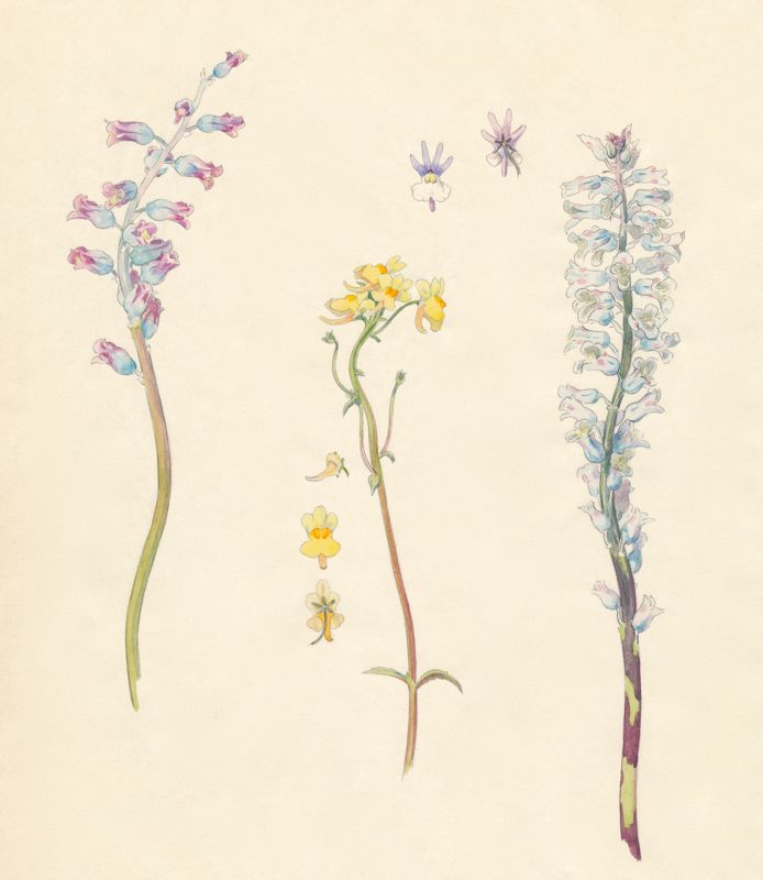 2-15a Lachenalia rosea, Nemesia versicolor, Lachenalia orchioides, var. glaucina