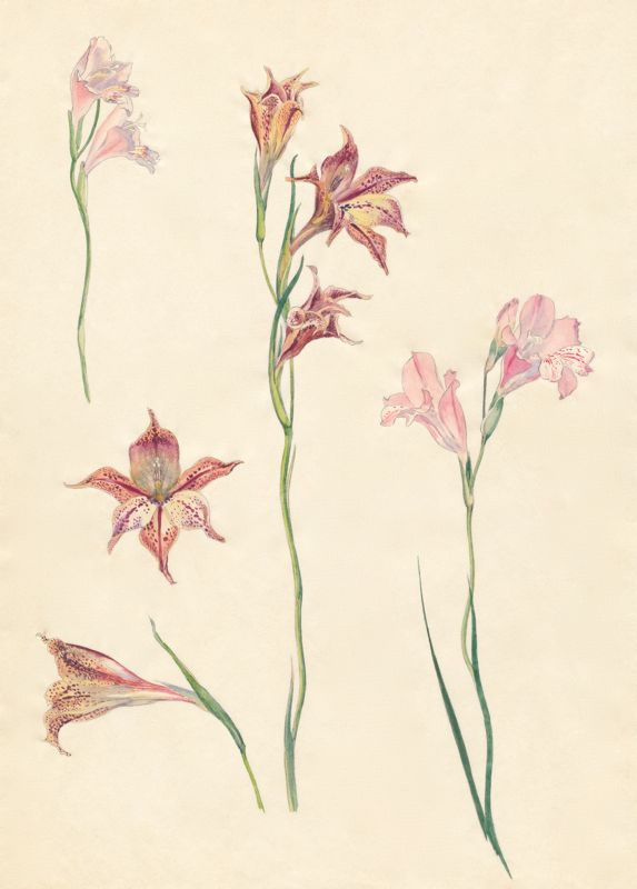 2-26a Gladiolus brevifolius, Gladiolus liliaceus, Gladiolus  hirsutus