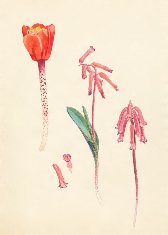 2-28a Haemanthus coccineus, Lachenalia rubida