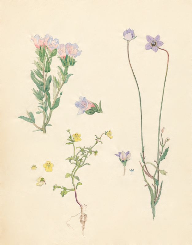 2-36a Lobostemon fruticosus, Nemesia, Wahlenbergia capensis