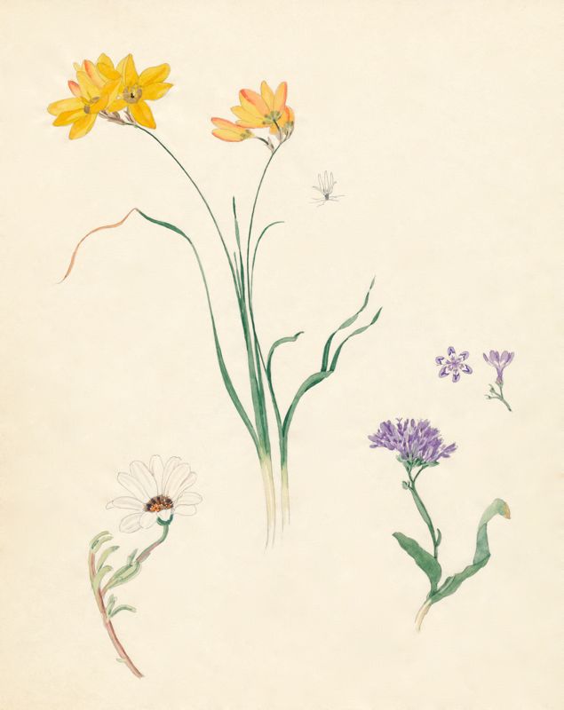 2-39a Dimorphotheca pluvialis, Ixia dubia, Lapeirousia corymbosa